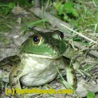 /home//u458753944/public_html/sourcegallery//Frogs/More bullfrogs/P7010201.JPG